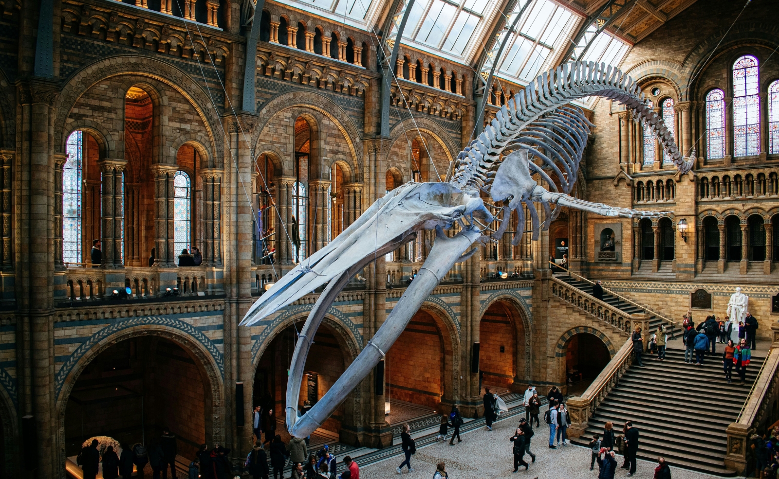 The skeleton of Hope the blue whale, in the Natural History Museum.