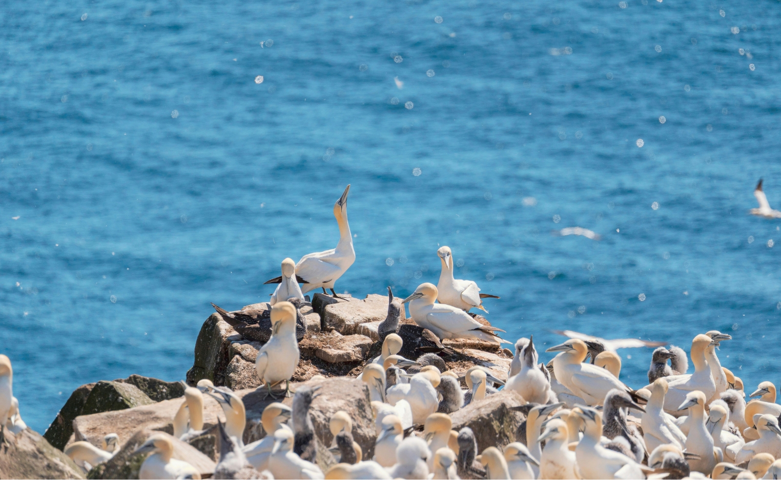 Sea birds on a rock in Newfoundland, Canada.